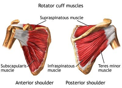 Rotator Cuff