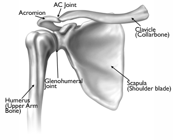 Shoulder Joint